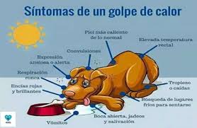 Resultado de imagen de golpe de calor en perros
