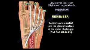 Supplied by the vincular system, osseous bony insertions, reflected vessels from the tendon sheath, and longitudinal vessels from the palm. Flexor Digitorum Longus Physiopedia