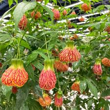 Image result for Abutilon grantii