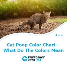 Cat Poop Color Chart Find Out What The Colors Mean