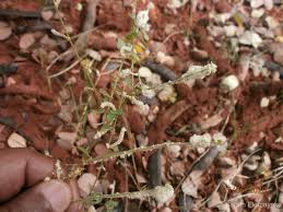 Image result for Nothosaerva