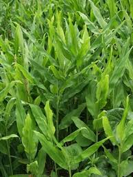 ミョウガ 枯れる理由は 園芸ナビ 花と野菜の育て方
