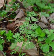 Image result for Daucus carota