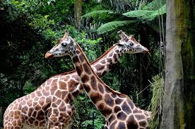 حديقة سفاري بونشاك أنشطة مثيرة في تامان سفاري اندونيسيا الرحالة