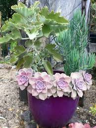 A Pot Of Senecio Talanoides Ssp Mandraliscae A Kalanchoe Brown Dwarf And Graptoveria Purple Dreams Cacti And Succulents Desert Garden Succulents