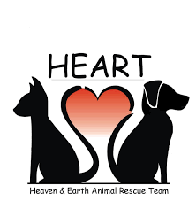 Best friend pet adoption, cary, north carolina. Pets For Adoption At Heaven And Earth Animal Rescue Team Heart In Raleigh Nc Petfinder
