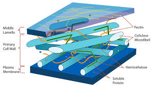 Maybe you would like to learn more about one of these? What Would Happen If An Animal Cell Had A Cell Wall Socratic