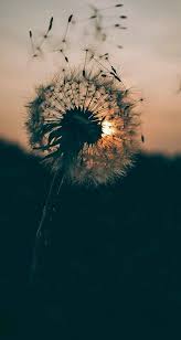 Soon You Will Regret Whatever You Did To Me When You See Me Shining On Top Of The World Dandelion Wallpaper Nature Photography Aesthetic Wallpapers