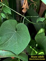 Image result for Sicyos