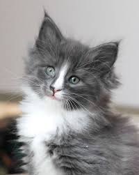 Pin By Vivian Squires On Puppies Kitties White Kittens Grey And White Cat Grey And White Kitten
