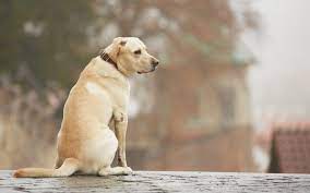 Sometimes, we also have rescues. Home Animal Rescue League Of Berks County
