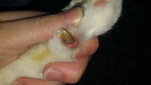 If your cat likes to extend their claws when kneading, though, this adorable behavior could end up becoming uncomfortable or even painful for you. Nail Disorder And Torn Nails In Dogs And Cats