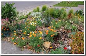 driveway succulent bed aglow with california poppies lawn and garden bungalow landscaping succulents