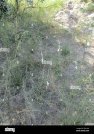 Image result for Sesamum calycinum