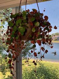 Maybe you would like to learn more about one of these? Pin On Plantaardig