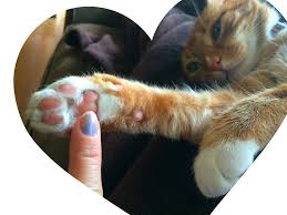 With that in mind, we. Save The Paw Conscious Companion