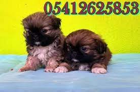 pekines yavru ilanlari 05412625853 panosundaki pin