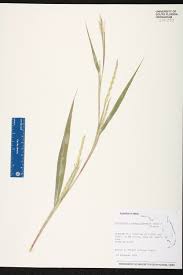 Image result for Rottboellia