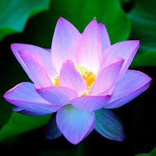Lotus In 2021 Lotus Flower Images Flower Images Flowers
