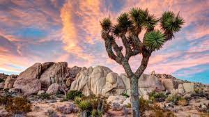 Joshua Tree National Park Computer Wallpapers Desktop Backgrounds 1920x1080 Id 515766 Joshua Tree National Park Joshua Tree Camping Joshua Tree