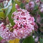 Image result for Rogiera amoena