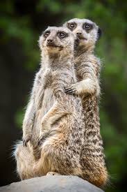 Meerkats Can Run At A Speed Of Up To 37 Miles Per Hour Animalfact Animal Facts Meerkat Animals