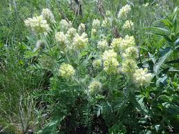 Image result for Rhynchosia micrantha