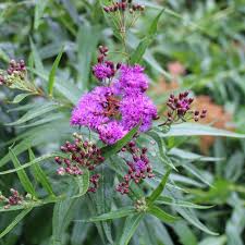 Image result for Vernonia glabra