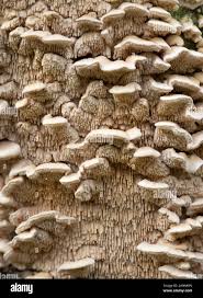 Image result for Polyporus pendulus