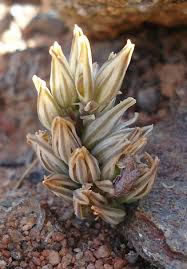 Image result for Eriospermum