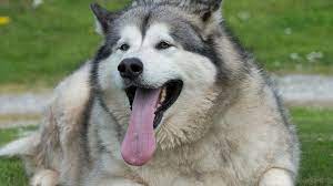 Fat dogging/phat dog 1) premeditated amounts of food consumed solely for the purpose of taking a nap afterwards 2) the unbuttoning relaxation that follows a good food binge aka. Fat Dog George Gorged On Pasties And Pies Bbc News