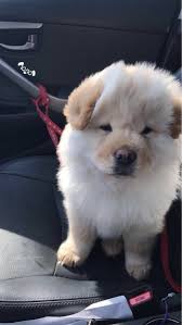 Its like a small marshmallow with legs running around, lmfao! Weratedogs On Twitter We Only Rate Dogs Please Don T Send Perfectly Toasted Marshmallows Attempting To Drive Thank You 13 10