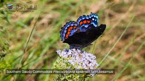 Image result for Berkheya bipinnatifida