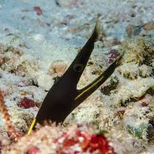 Image result for Rinorea elliptica