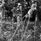 Ran Adler Exhibition: Naples Botanical Garden