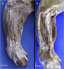 Tutorials and quizzes on muscles that act on the forearm/ forearm muscles (flexors and extensors of the forearm), using interactive animations and diagrams. Craniolateral Muscles Of The Right Forearm In Tamandua Mexicana A Download Scientific Diagram