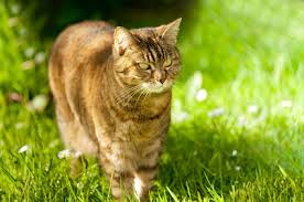 Some cats may be more prone to heat strokes. Summer Hazards And Your Cat