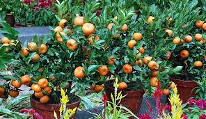 Untuk jenis sayuran yang cocok ditanam di lahan sempit, diantaranya adalah: Ingin Berkebun Buah Di Lahan Yang Sempit Berikut Tipsnya