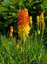 Image result for Kniphofia grantii