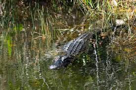 This is everglades national park, a world heritage site and international biosphere reserve comprised of 1.5 million acres of wetland. 7 Things To Do In The Everglades Hikes Milkshakes Bike Rides