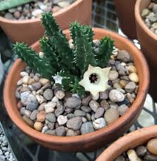Image result for Huernia levyi