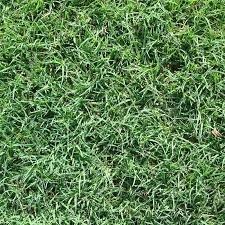 That's because we farm over 13,000 gross acres of turfgrass, ensuring that we're able to meet the scope of jobs both big and small. Bermuda Grass Varieties Installation San Antonio Landscaping