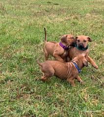 Maybe you would like to learn more about one of these? 2019 Apacheridge Ranch Rhodesian Ridgeback Puppies Rhodesian Ridgeback Puppies Puppies Rhodesian Ridgeback