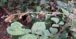 Image result for Pseudarthria