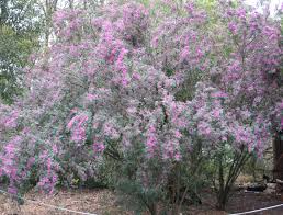 Image result for Indigofera subulata