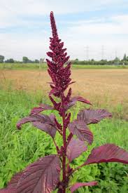 Image result for Amaranthus cruentus