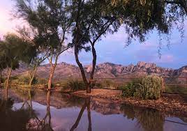 A people called the apache were the neighbors of the pueblo. Benefits Of Trees In Tucson S Desert Landscapes Yards Local Yard Garden Resources