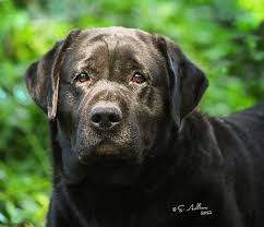 Welcome to tarrah labs in orlando, florida where we breed beautiful. Brooks Labrador Retrievers Colorado Labradors Breeders Black Yellow Labs Yellow Lab Puppies Labrador Retriever Chocolate Lab Puppies