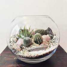 18 Desert Crystal Outdoor Cactus Plants Cactus Terrarium Succulent Terrarium