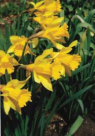 N Pseudonarcissus Lent Lily Easter Flower 1200 Rarest With Images Daffodil Bulbs Daffodils Garden Bulbs